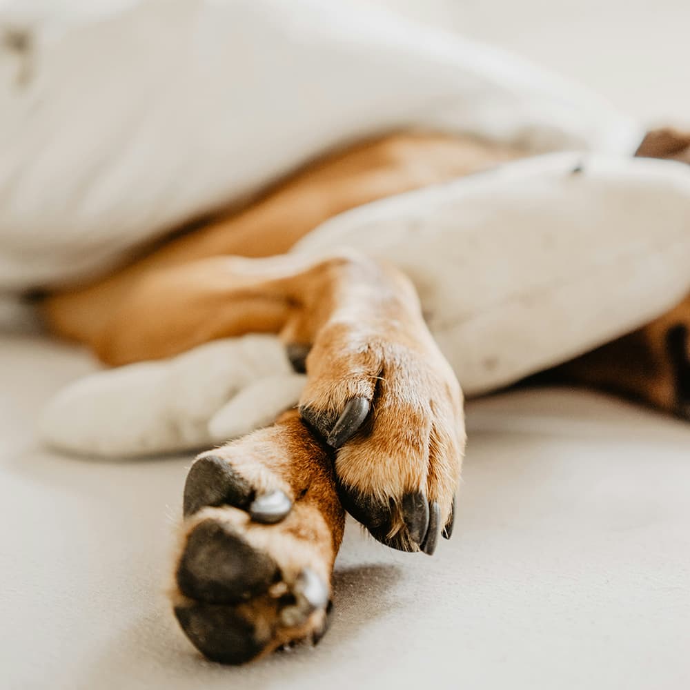 Dog sleeping