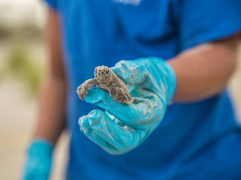 elisa-kennemer-DVkoAmKCa0s-unsplash Baby sea turtle