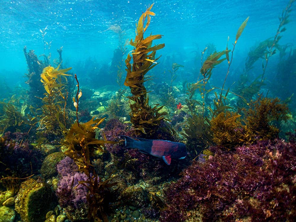 erick-morales-oyola-sSfE0Z_TuSw-unsplash Florida reef