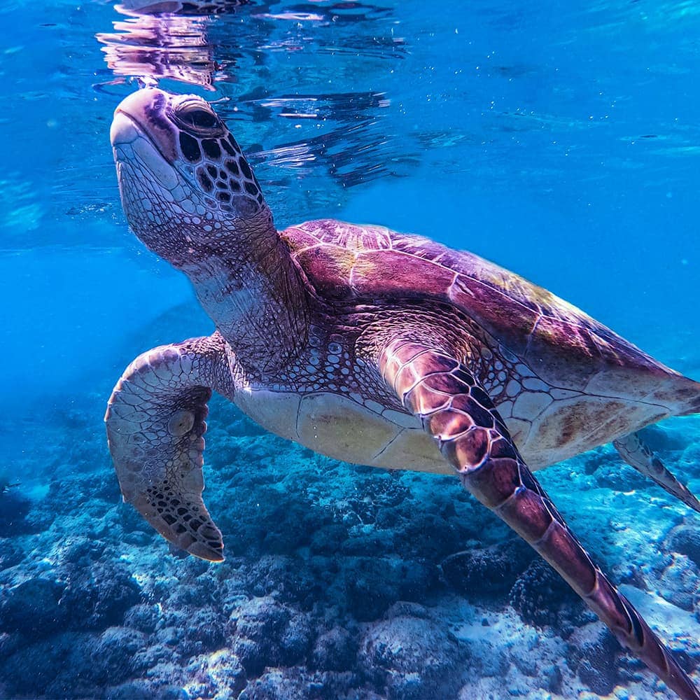 jeremiah-del-mar-cndYGSgEQ2E-unsplash Sea turtle