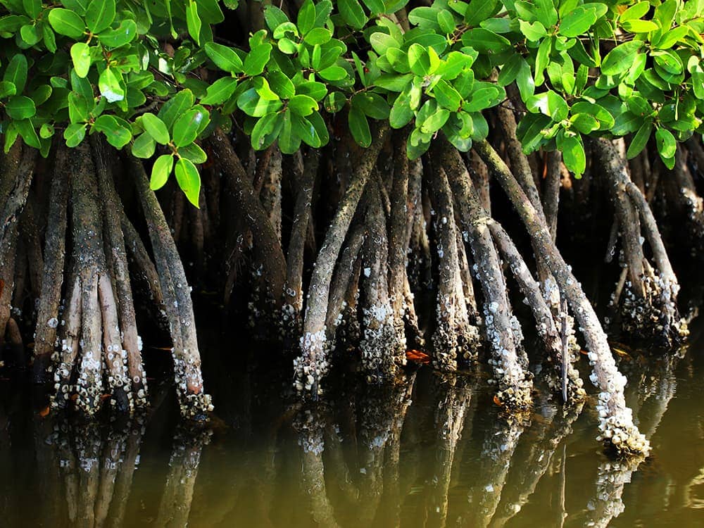 jimmy-blackwell-JyVPdNe75lg-unsplash Mangroves