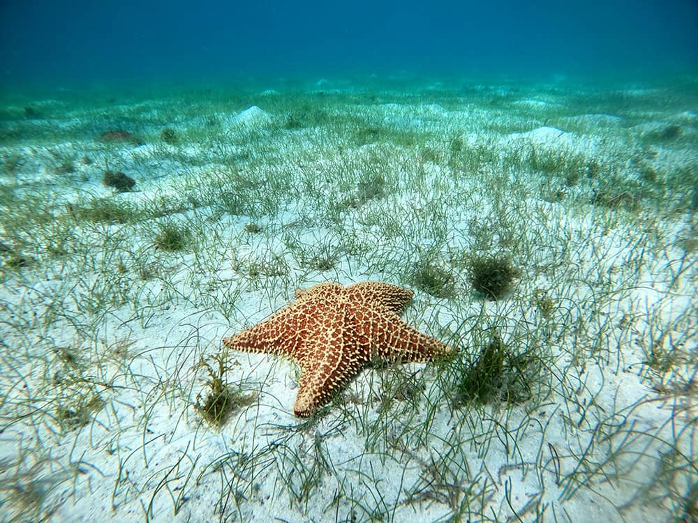 margaux-d-arbeloff-_WybxJsg-Go-unsplash Starfish