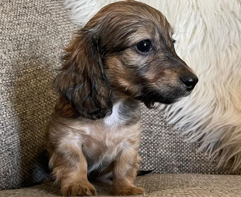 Milo