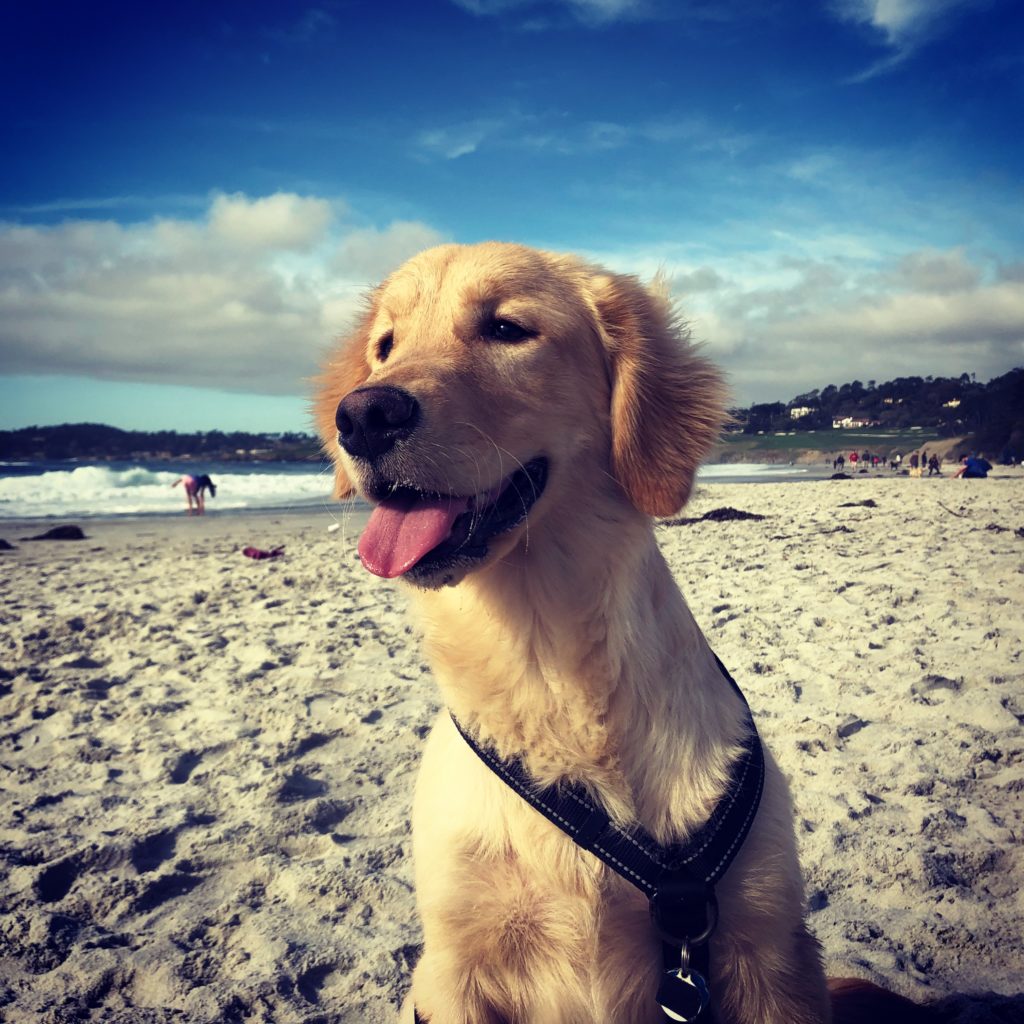 Bodhi at Carmel Beach in California